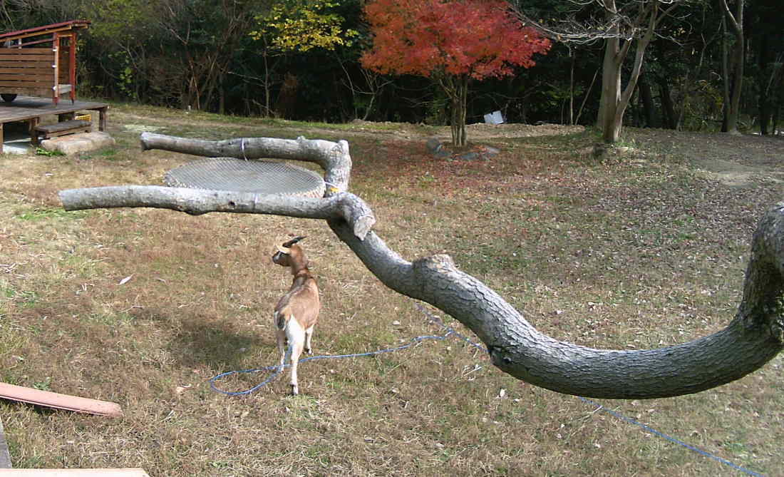 カラスのエサ台