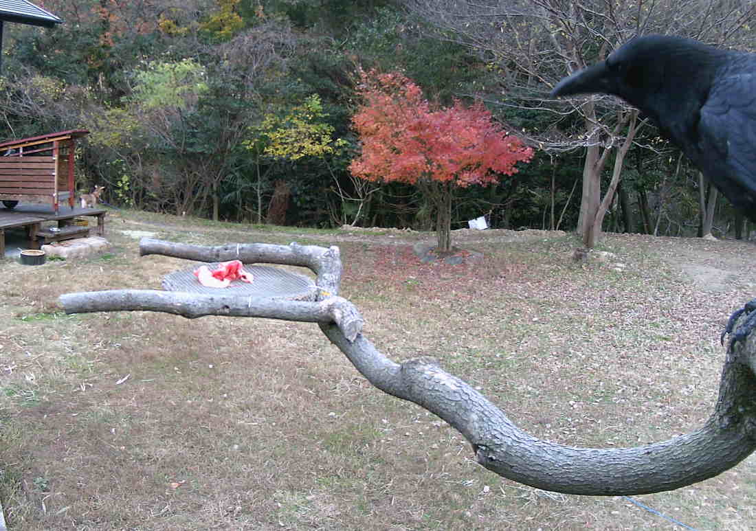 カラスのエサ台