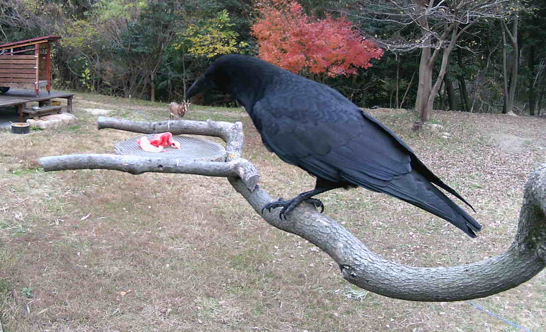 カラスのエサ台