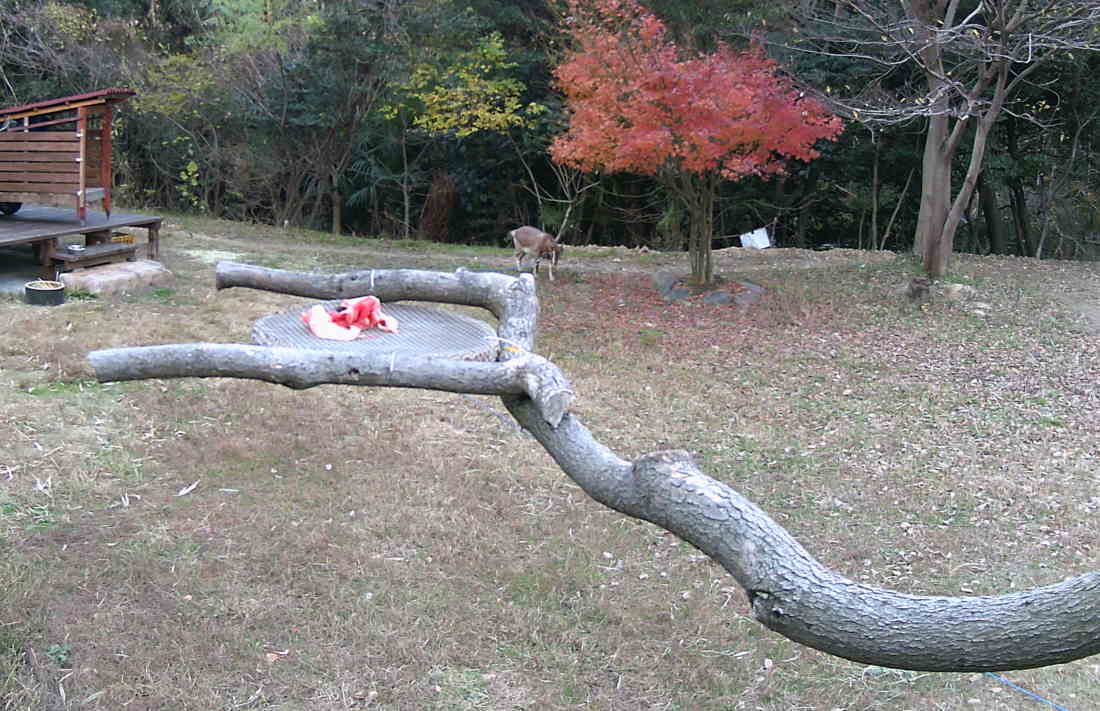 カラスのエサ台