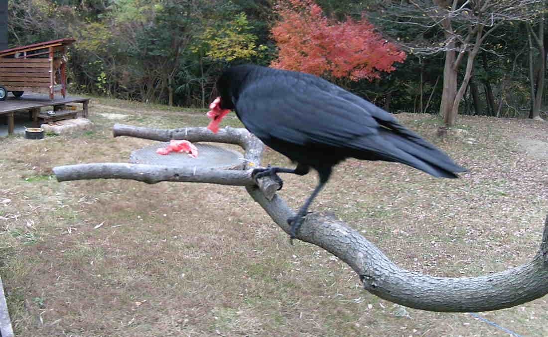 カラスのエサ台