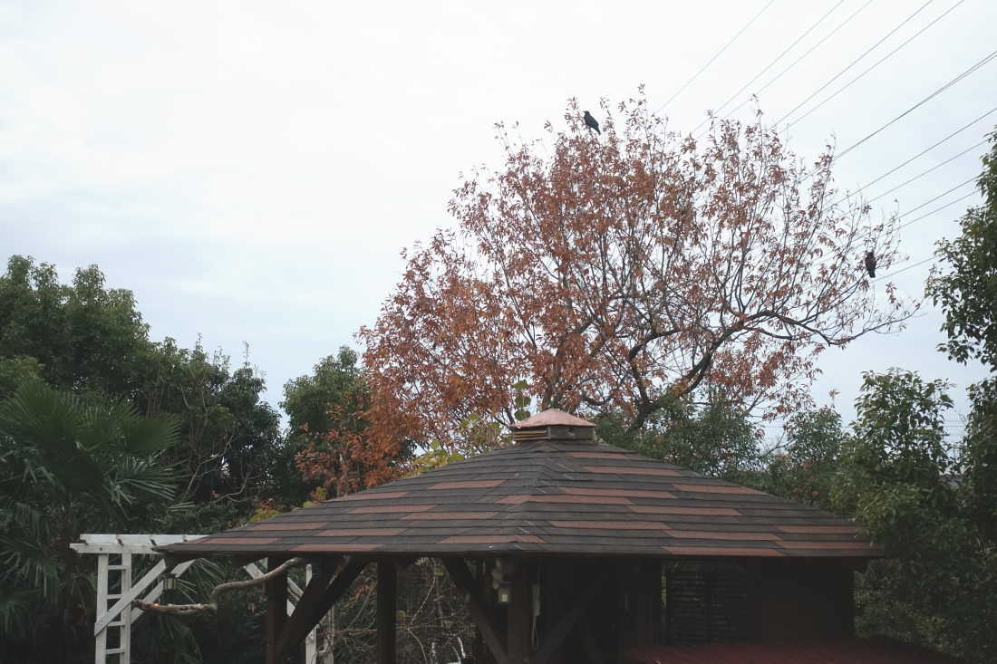 カラスのエサ台