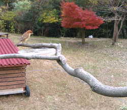 カラスのエサ台