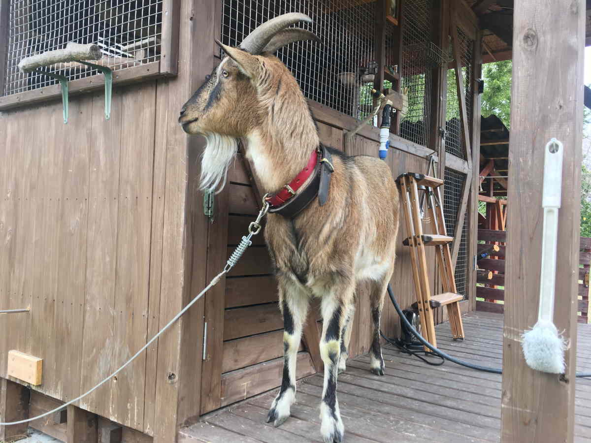 ヤギ