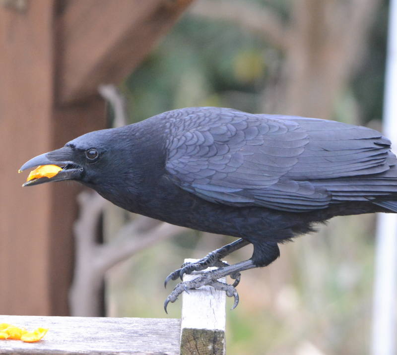 ハシボソのお父さん