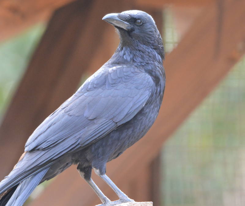 ハシボソのお母さん