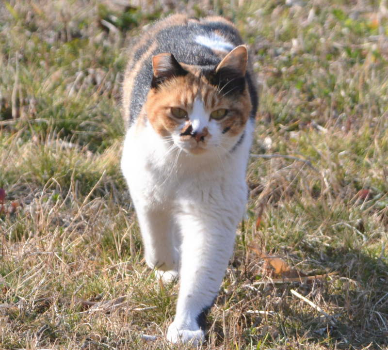 野良猫