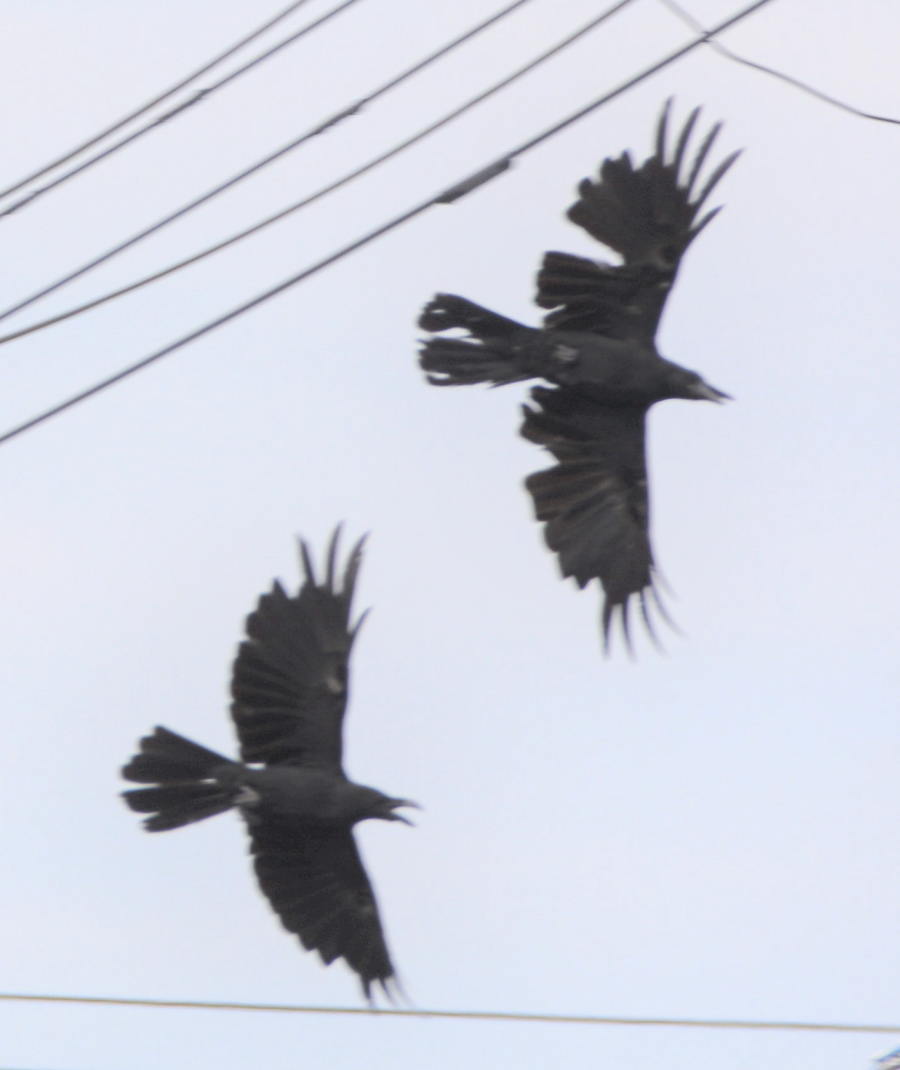 カラスのケンカ