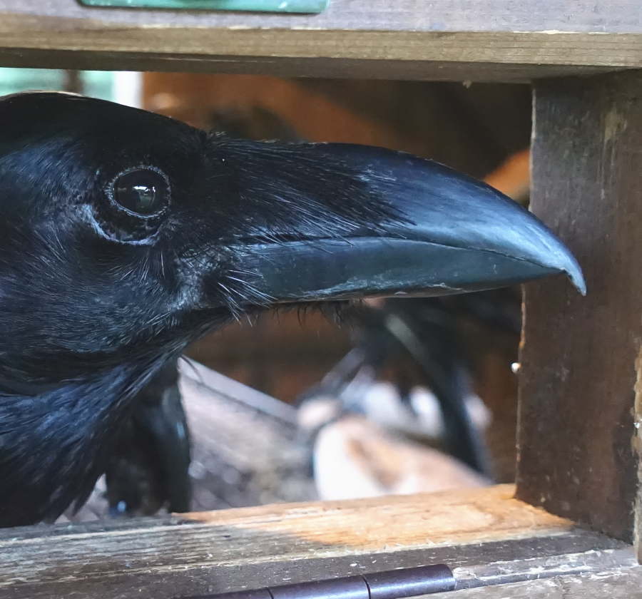 カラスのクチバシ