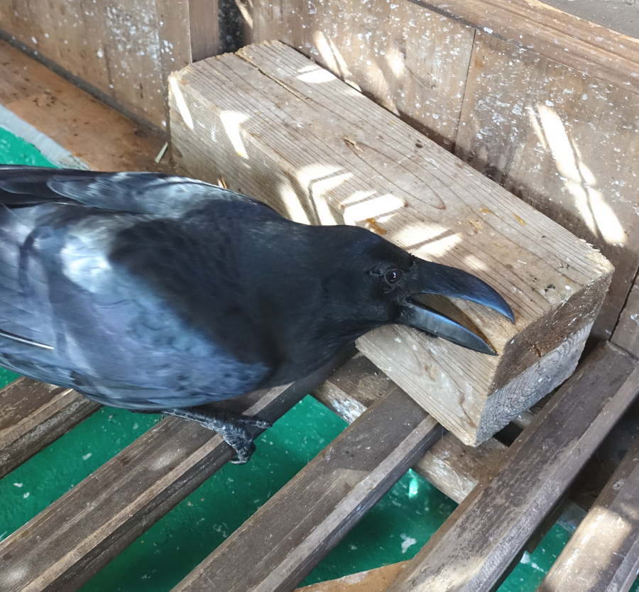 カラスのクチバシ