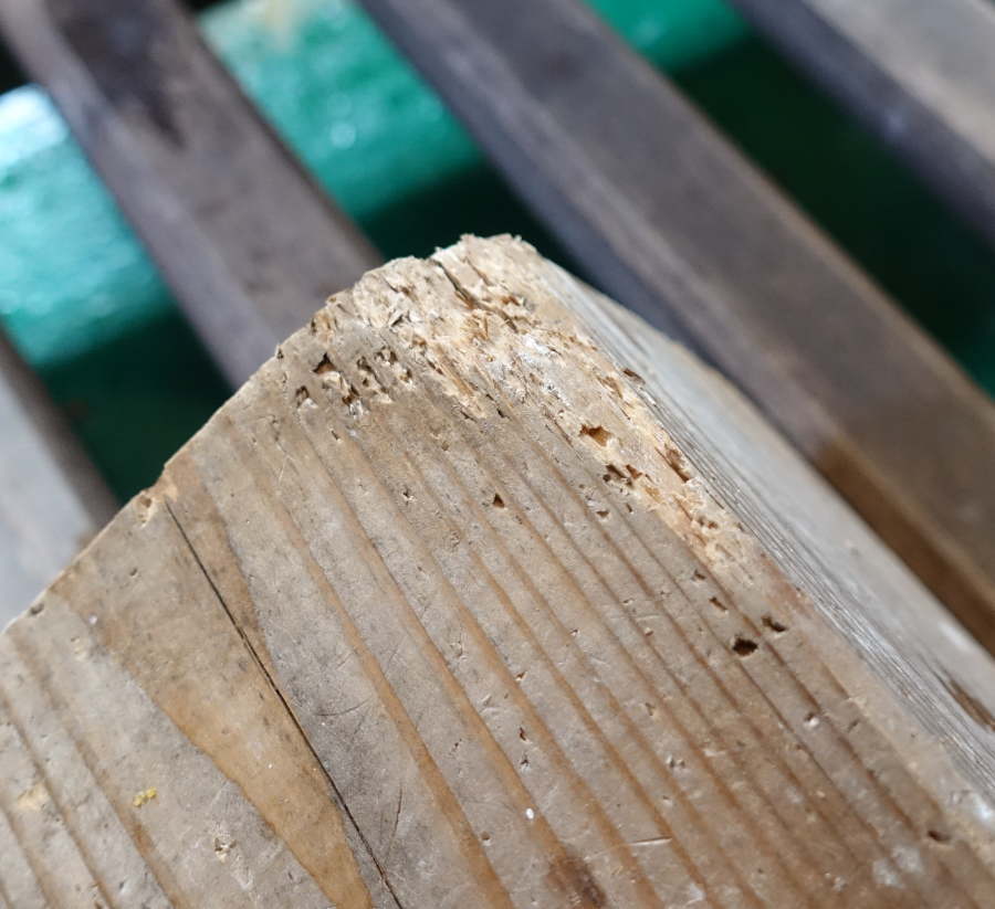 カラスのクチバシ