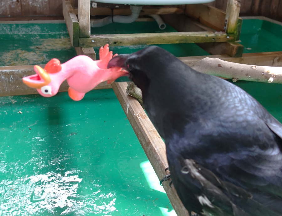 カラスのクチバシ