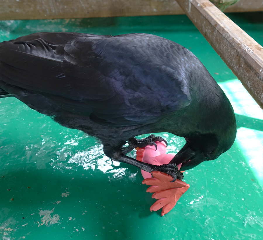 カラスのクチバシ