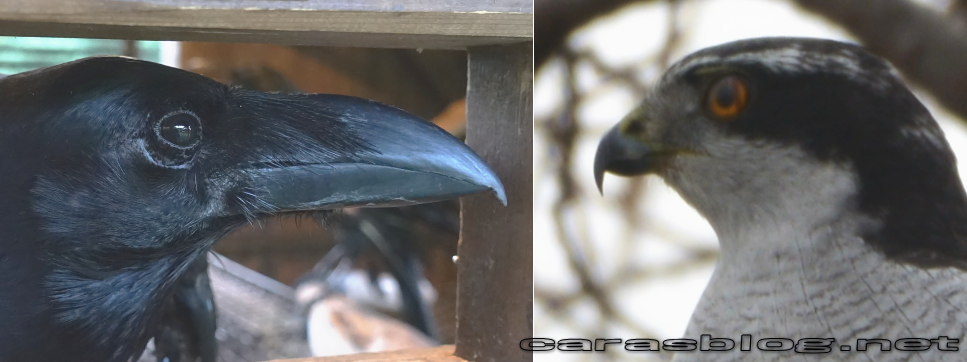 カラスのクチバシ