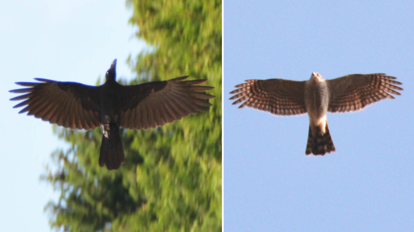 カラスとハイタカ