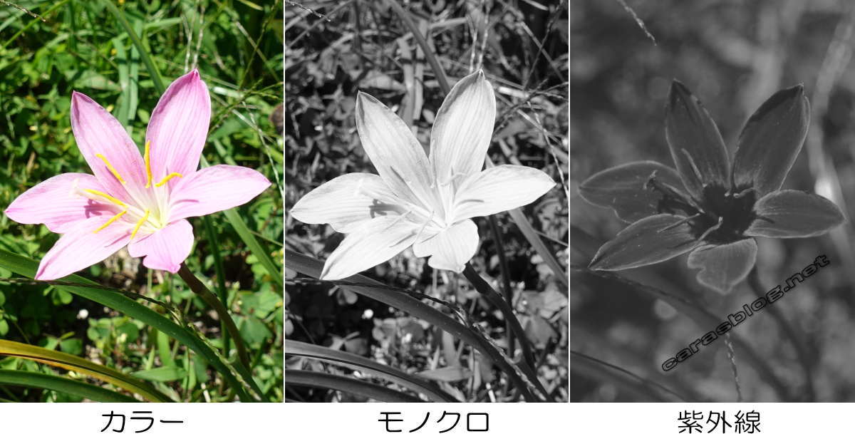 花の紫外線写真