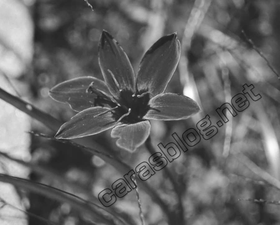 花の紫外線写真