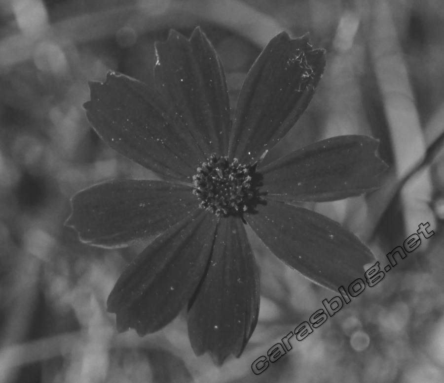 花の紫外線写真