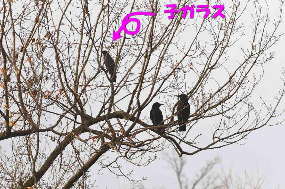 木にとまるカラス