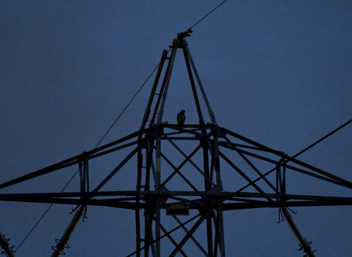 夜明け前のオオタカ