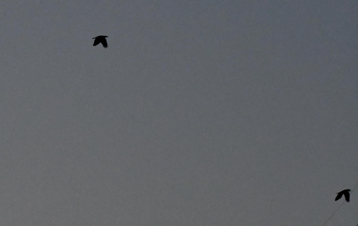 夜明け前のオオタカ