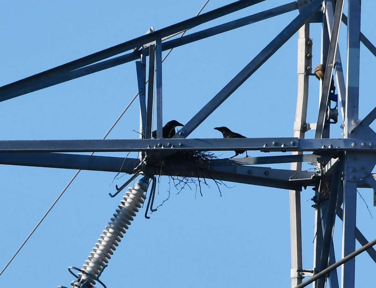 鉄塔のカラス