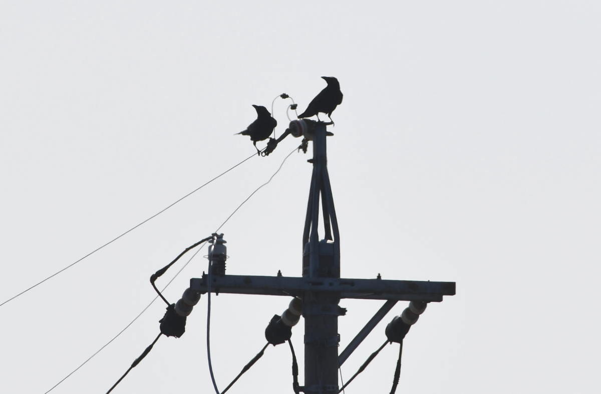 鉄塔のカラス