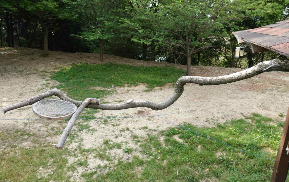 カラスのエサ台