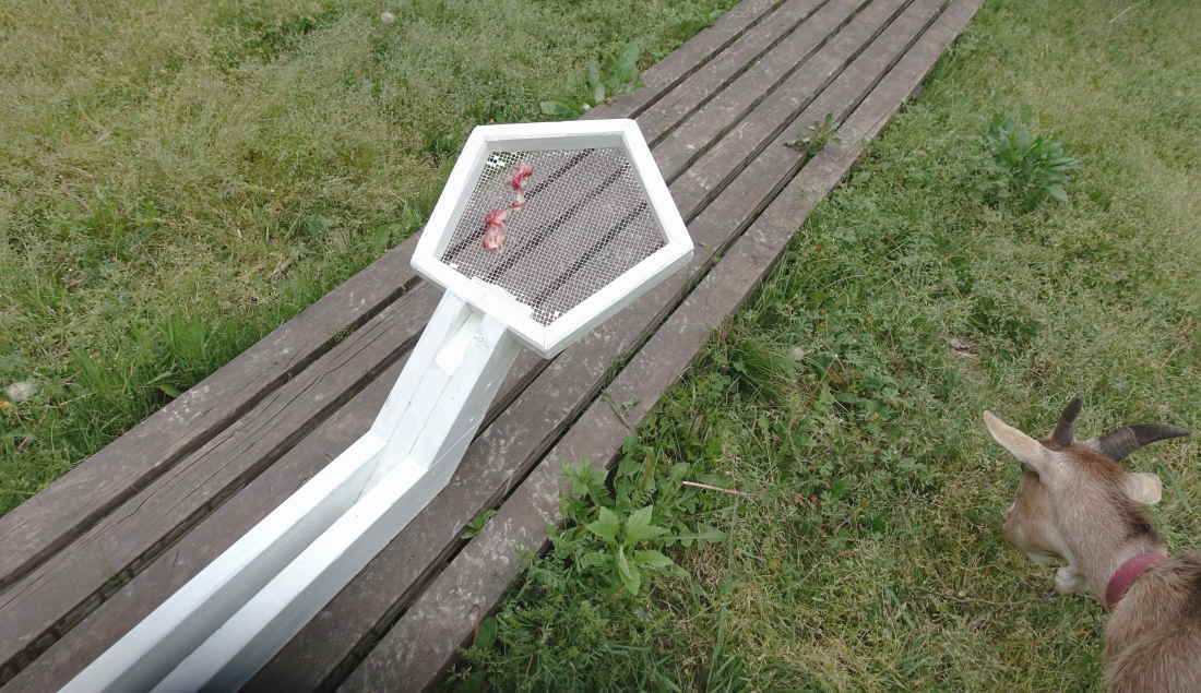 カラスのエサ台