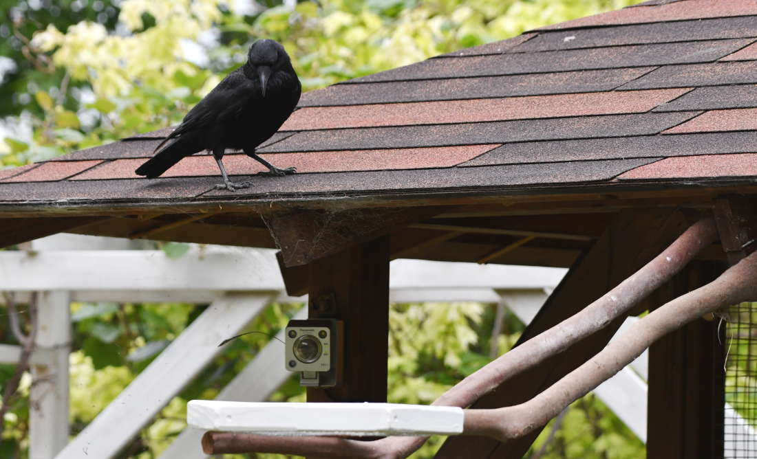 カラスのエサ台