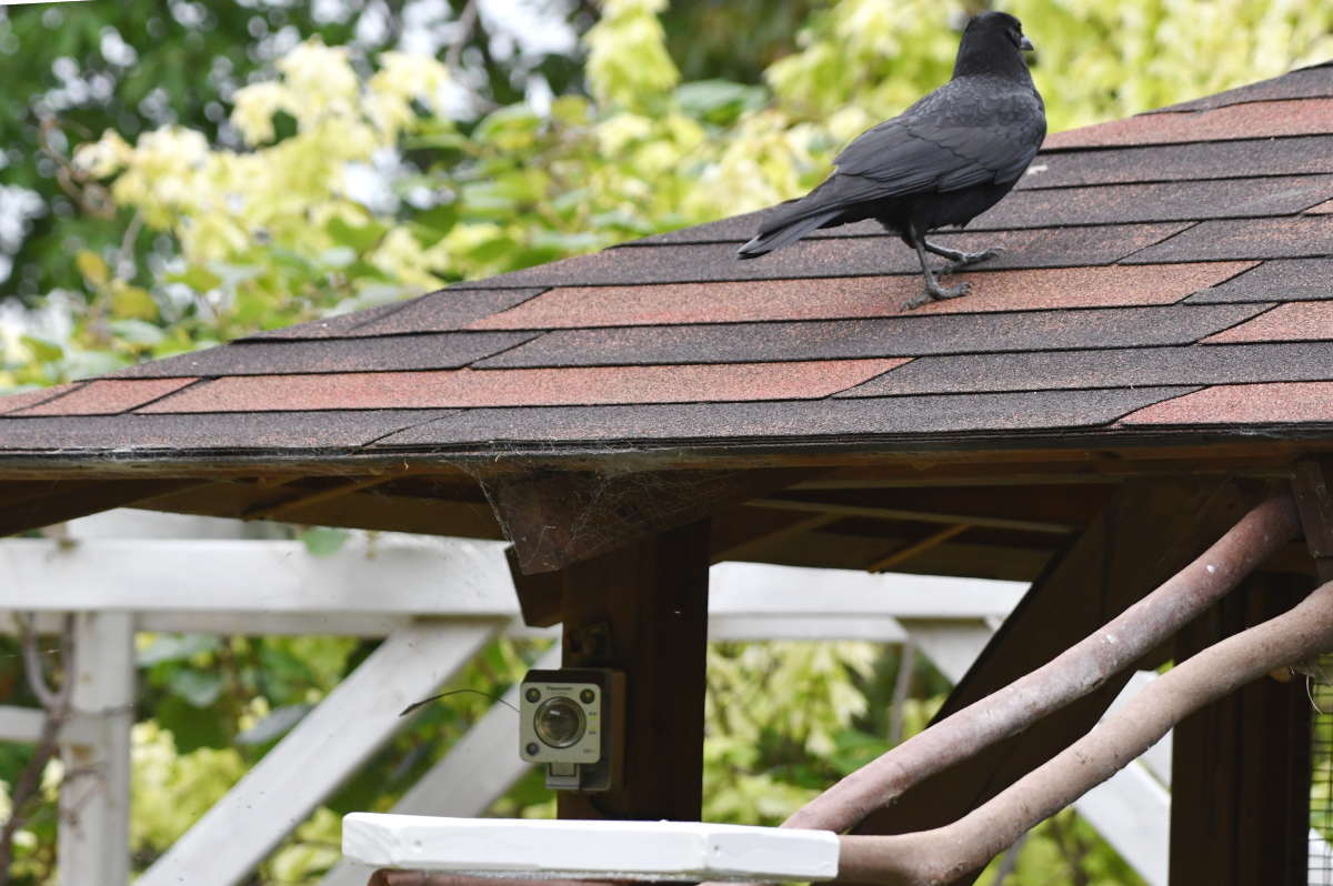 カラスのエサ台
