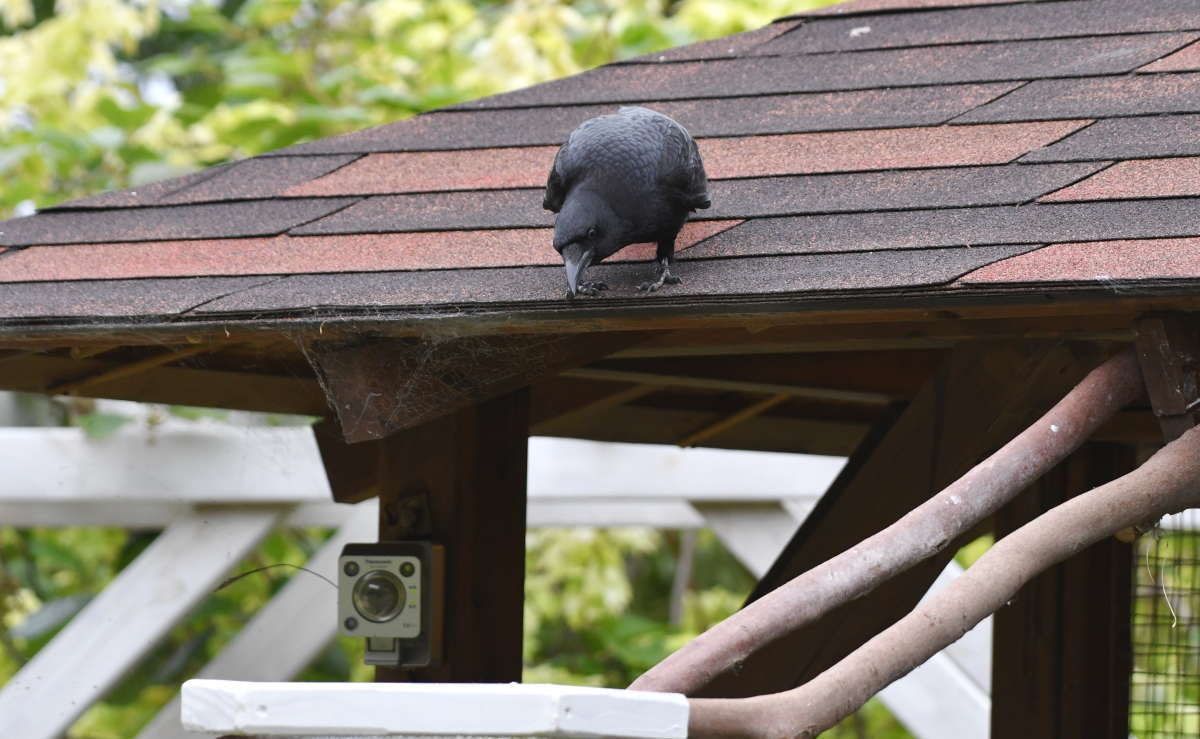 カラスのエサ台