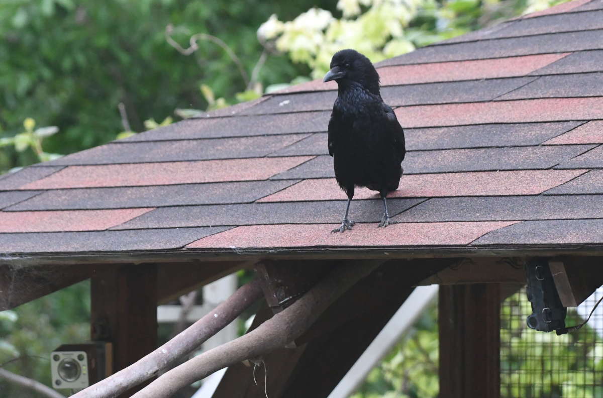 カラスのエサ台