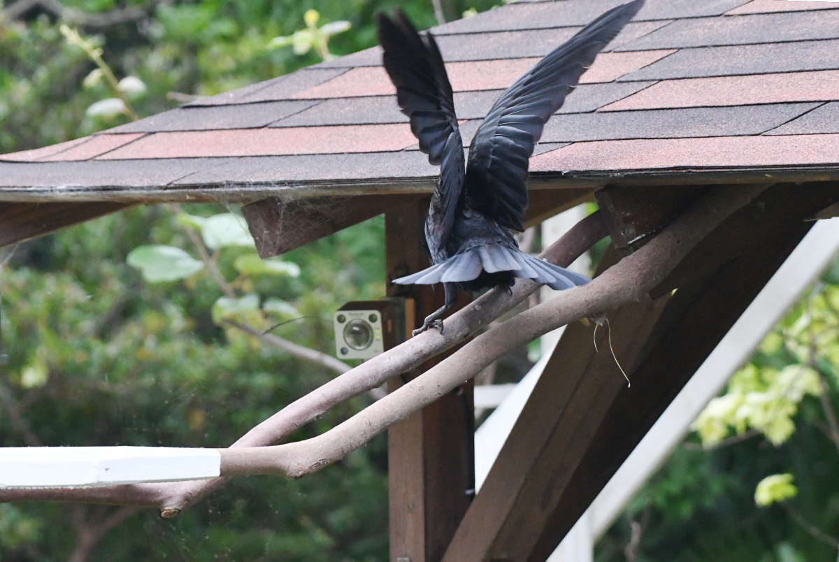 カラスのエサ台