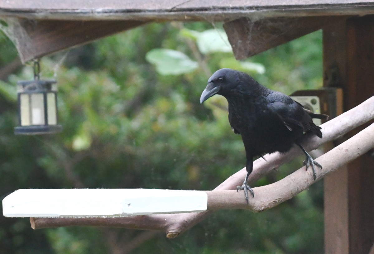 カラスのエサ台