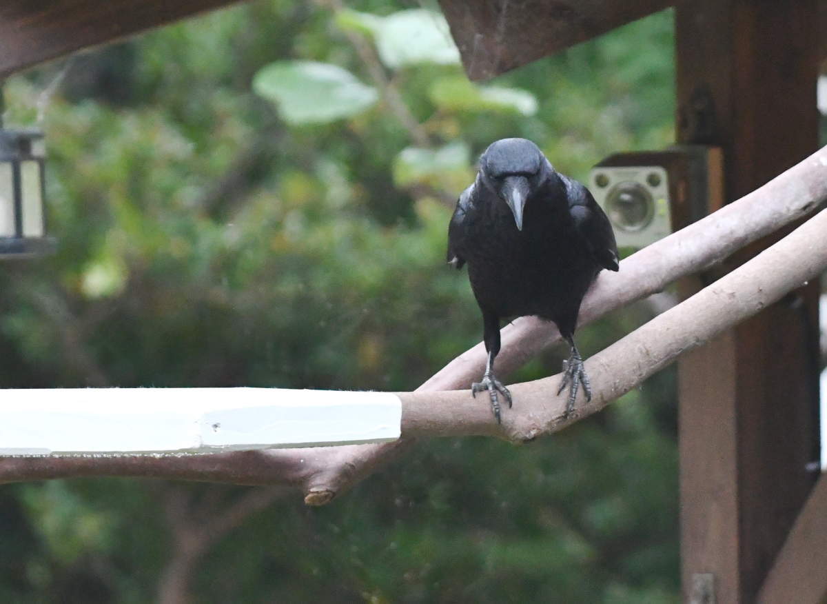 カラスのエサ台