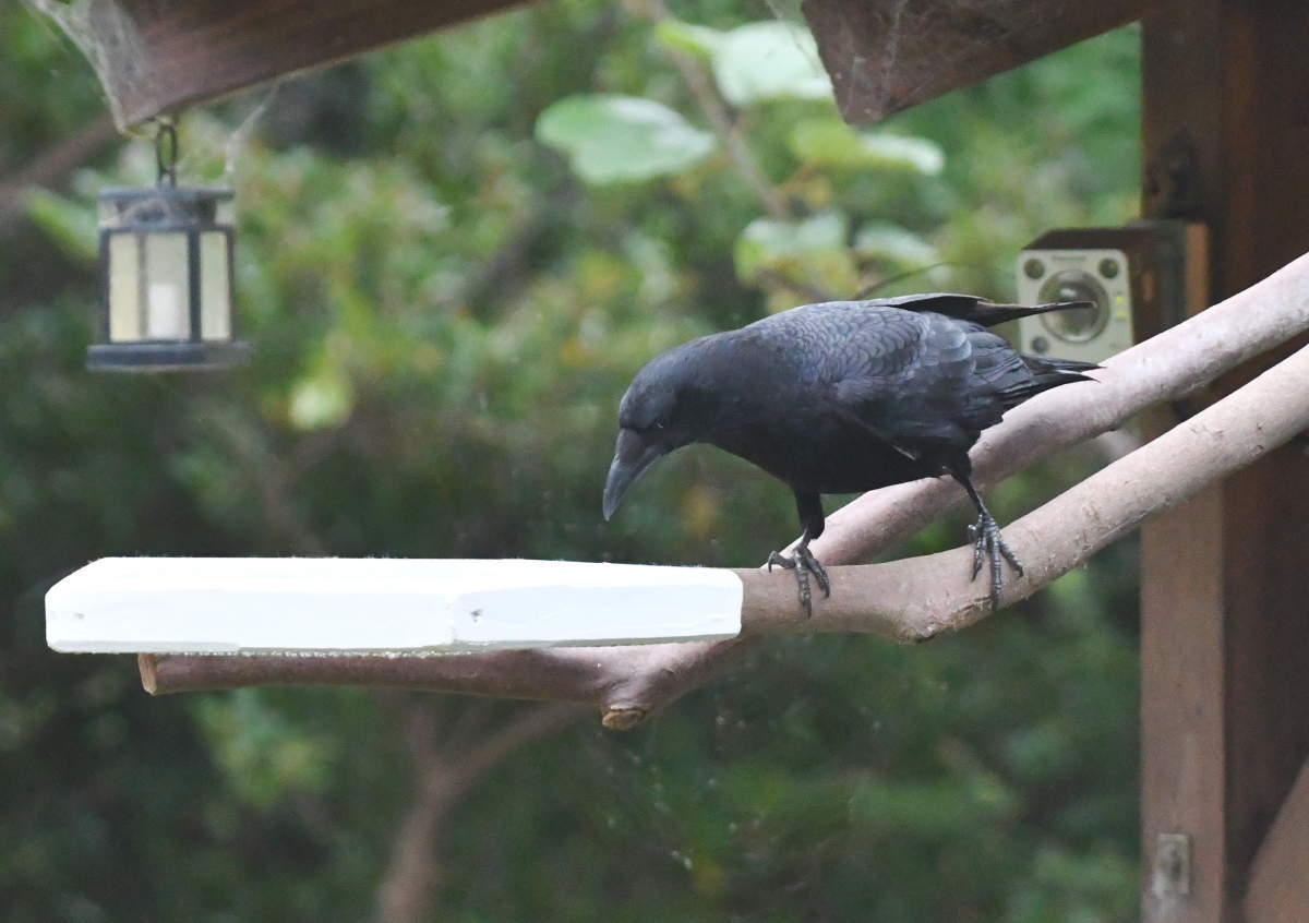 カラスのエサ台