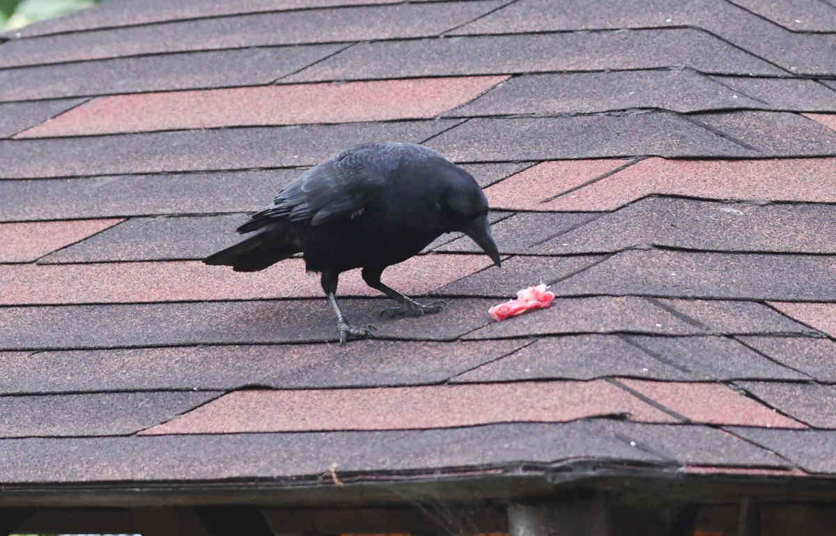 カラスのエサ台