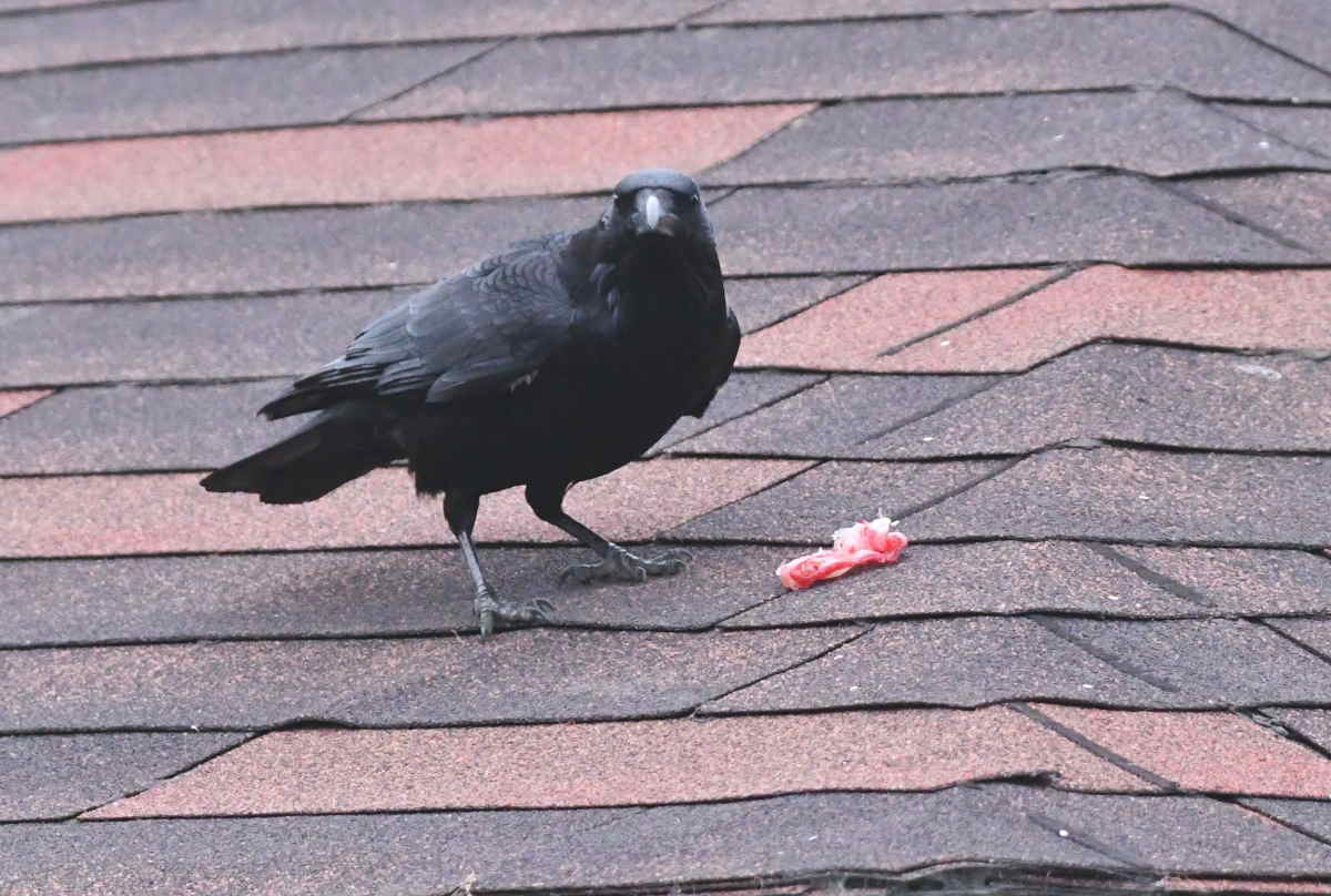 カラスのエサ台