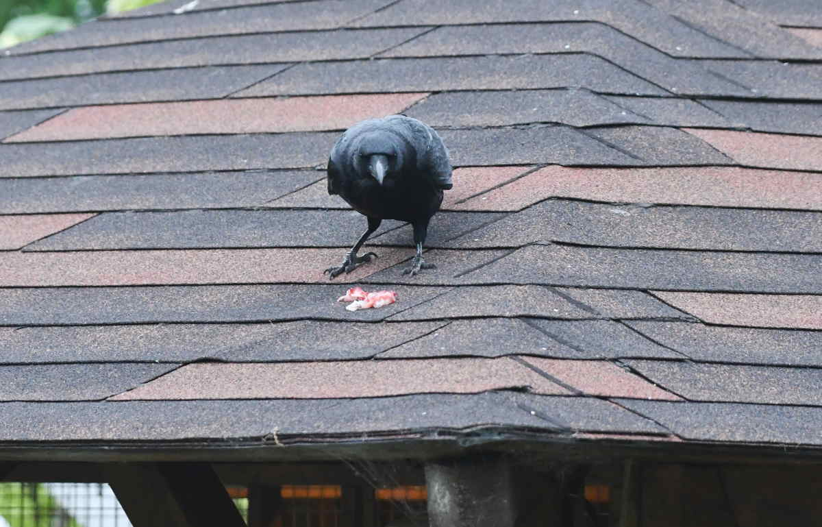 カラスのエサ台