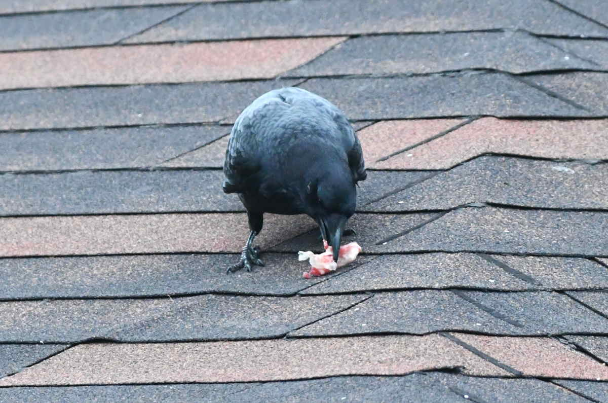 カラスのエサ台