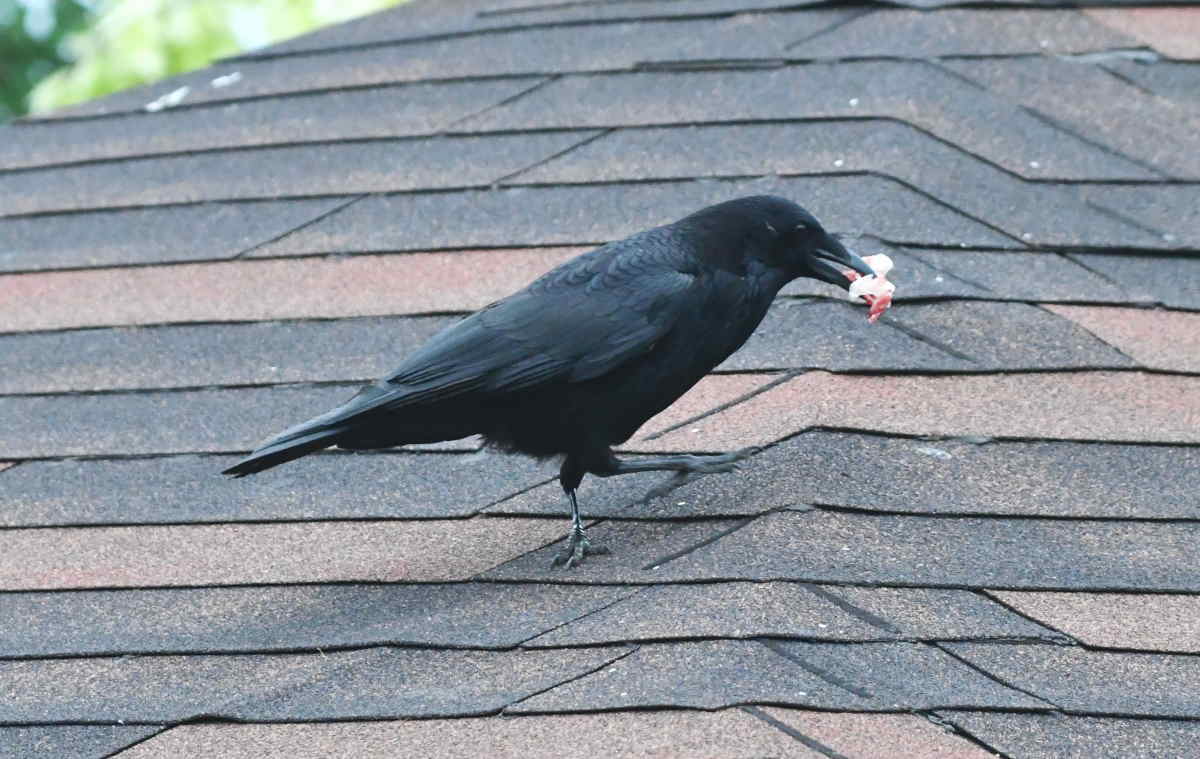 カラスのエサ台