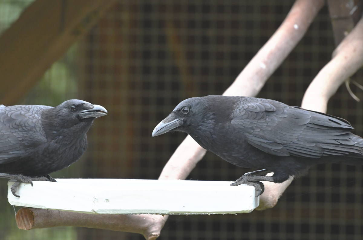 カラスのエサ台