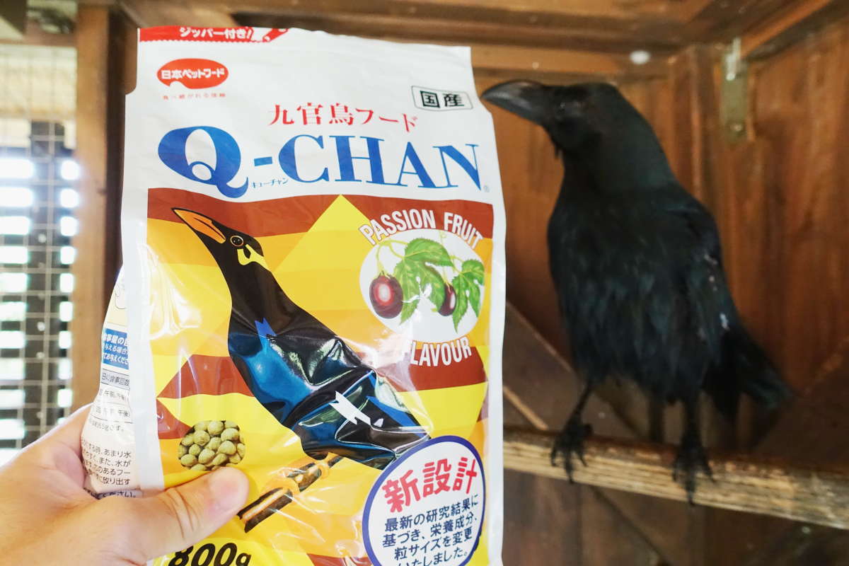鳥の餌
