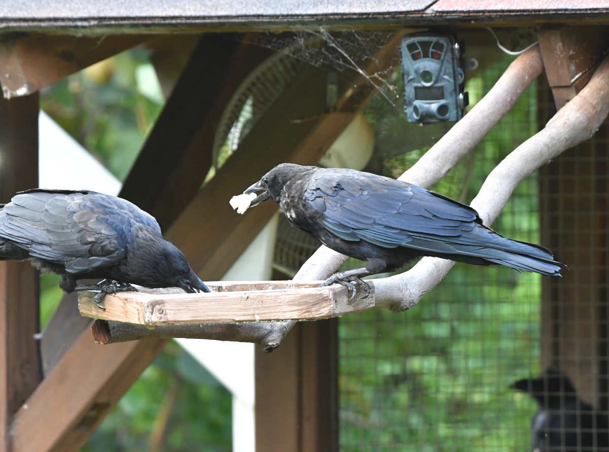 カラスのエサ台