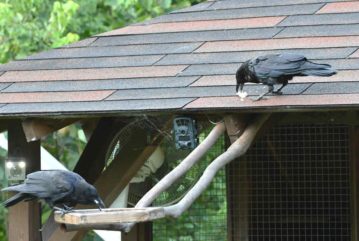 カラスのエサ台