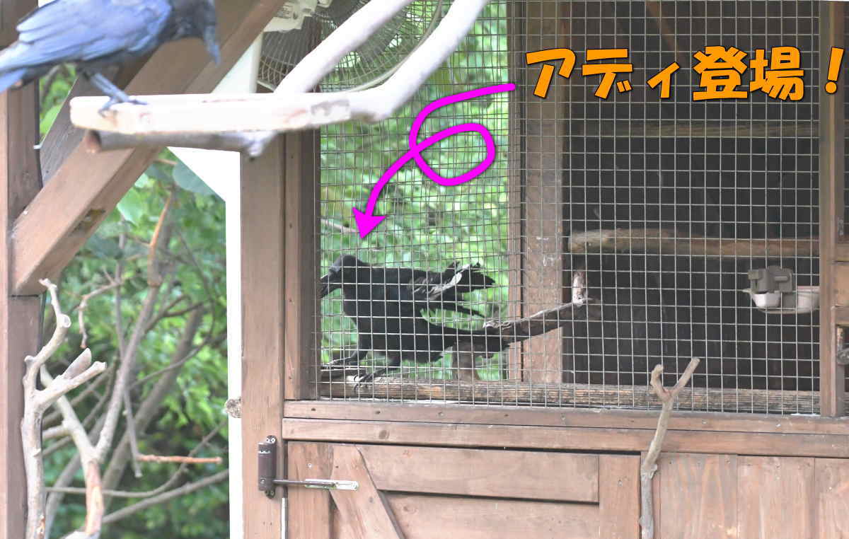 カラスのエサ台