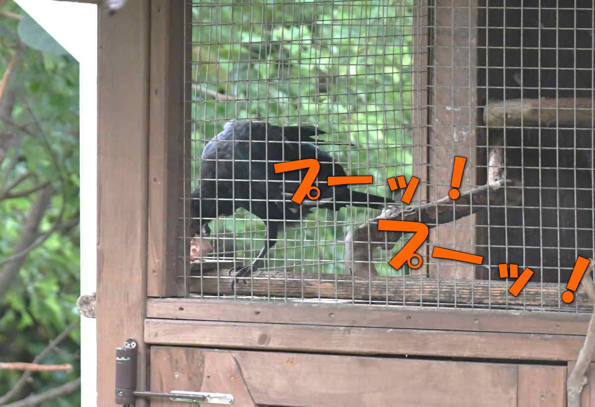 カラスのエサ台