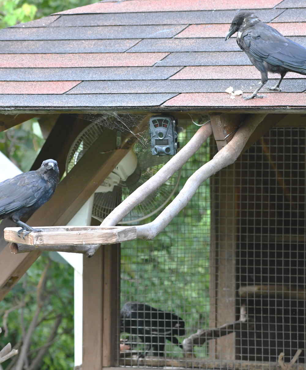 カラスのエサ台