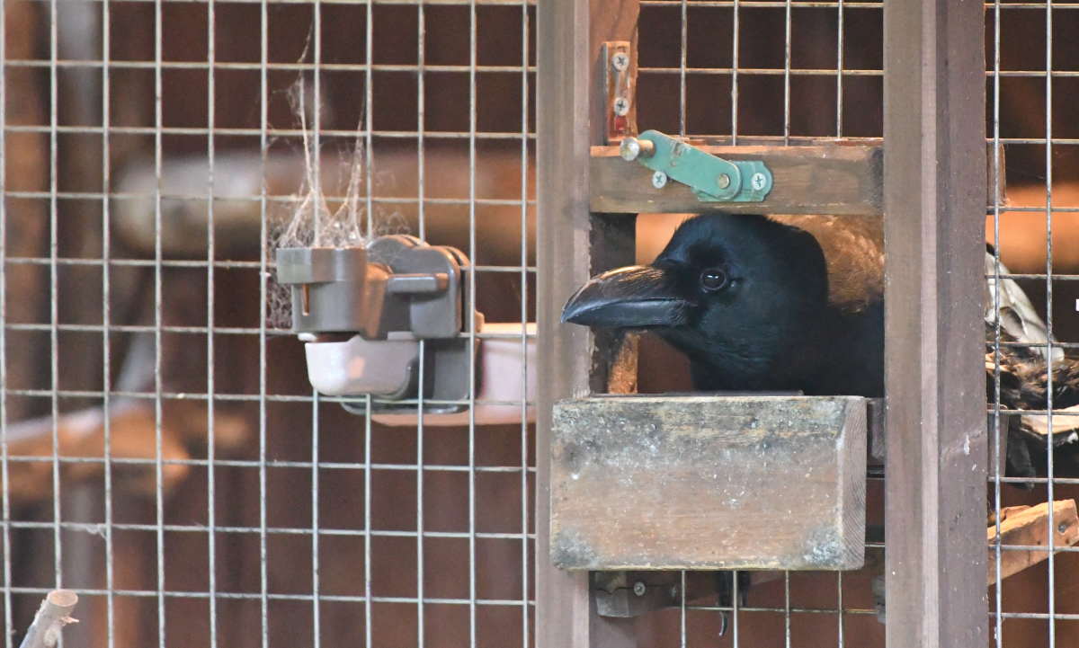 カラス小屋